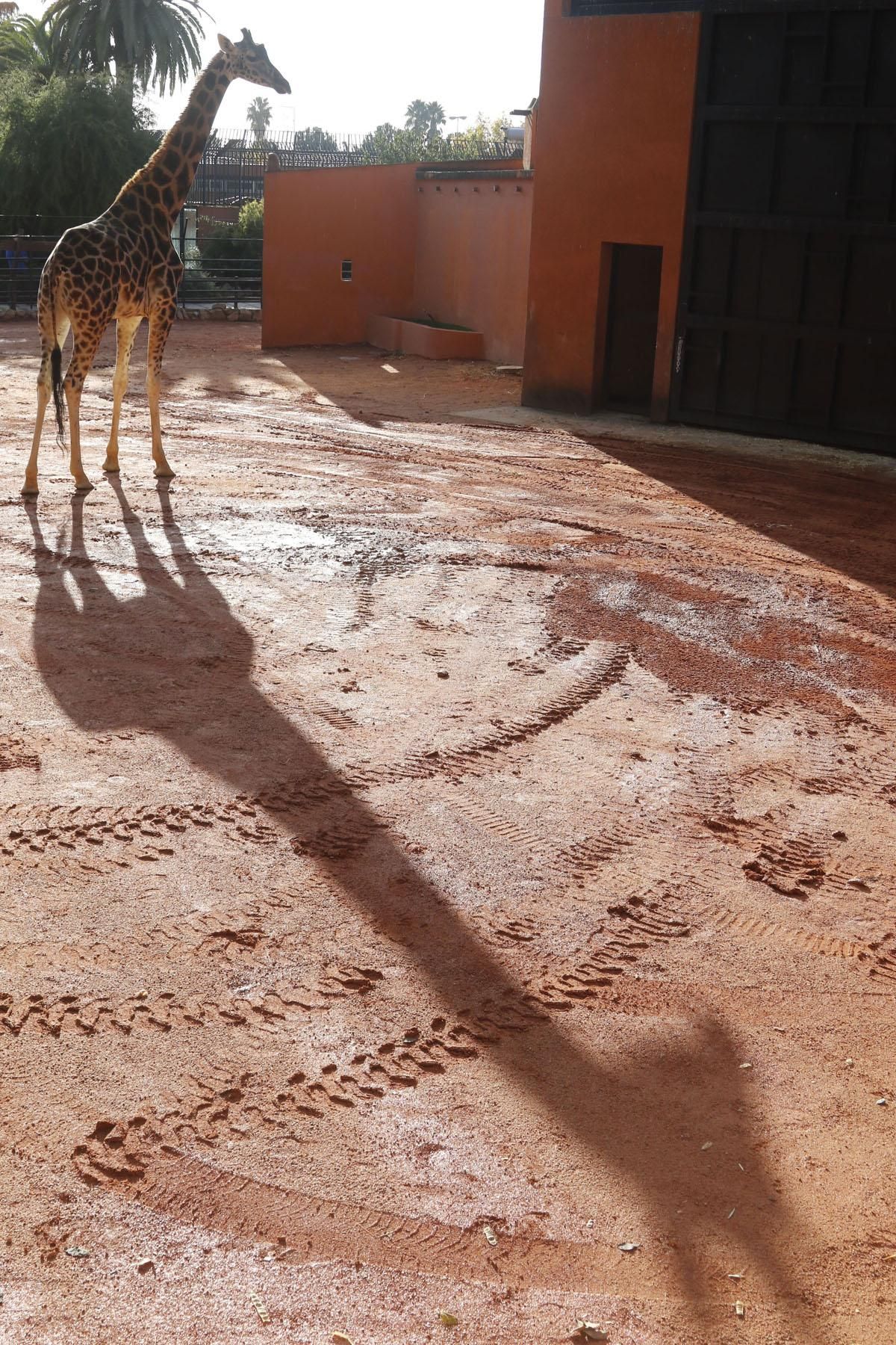 Bulería, la primera jirafa del Zoo de Córdoba