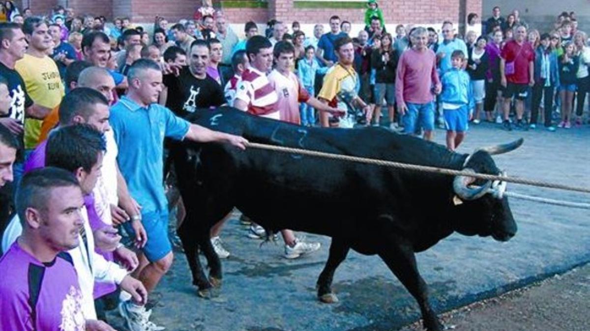 Fiesta 8 Avión, el primer 'bou capllaçat' de las fiestas de Amposta, desfila por la ciudad, ayer.