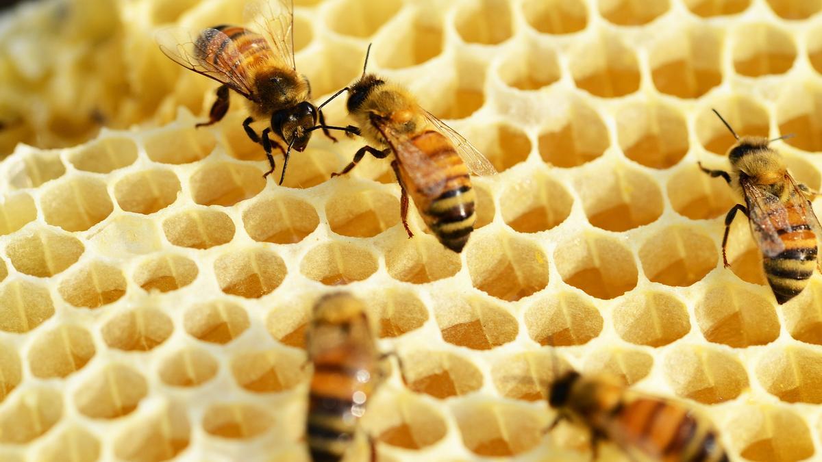 Las abejas no quieren vivir en 'desiertos agrícolas' - Información