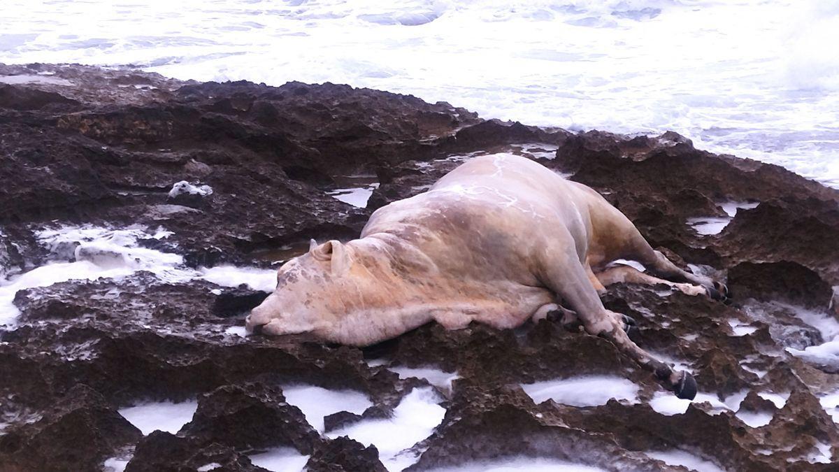 El temporal marítimo arrastra el cadáver de una vaca a la costa de Xàbia