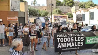 Unas 150 personas claman en Dénia contra los "bous a la mar": "No es una fiesta, es maltrato animal"
