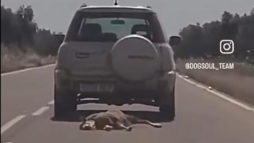 El coche circulando con una oveja atada al parachoques