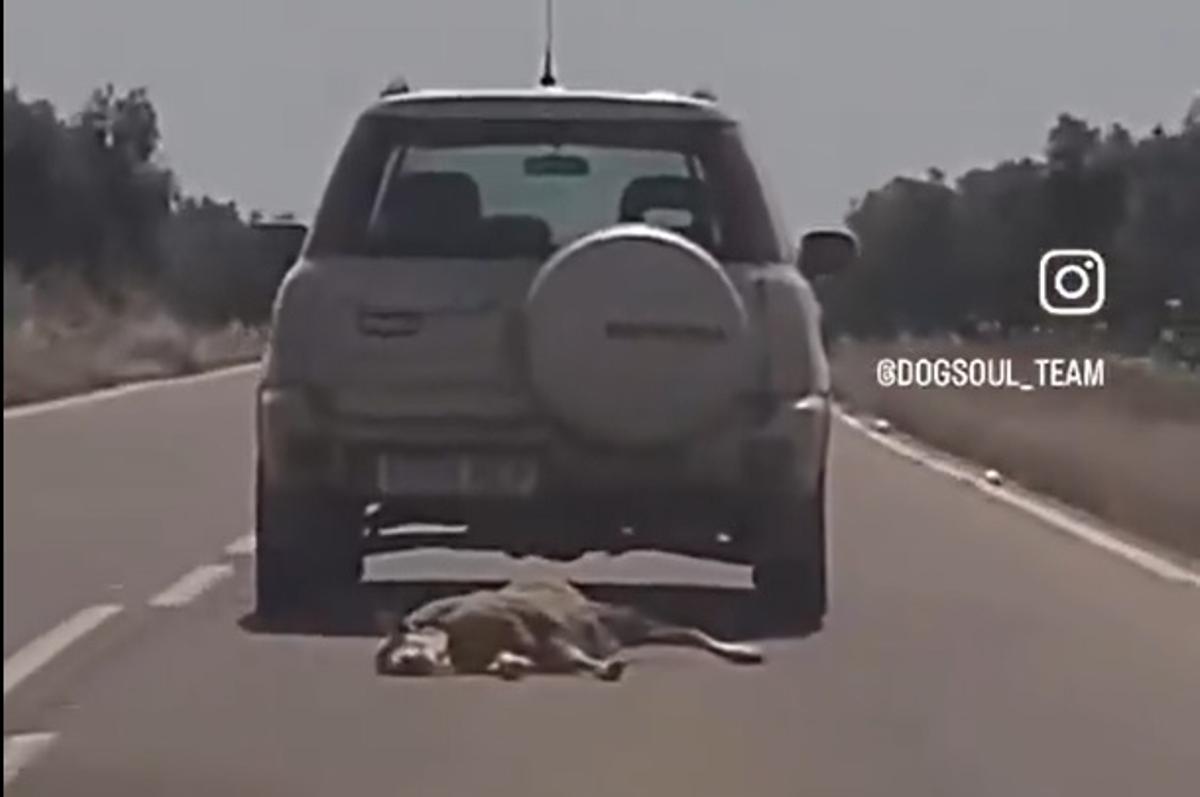 El coche circulando con una oveja atada al parachoques