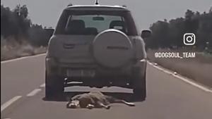 El coche circulando con una oveja atada al parachoques