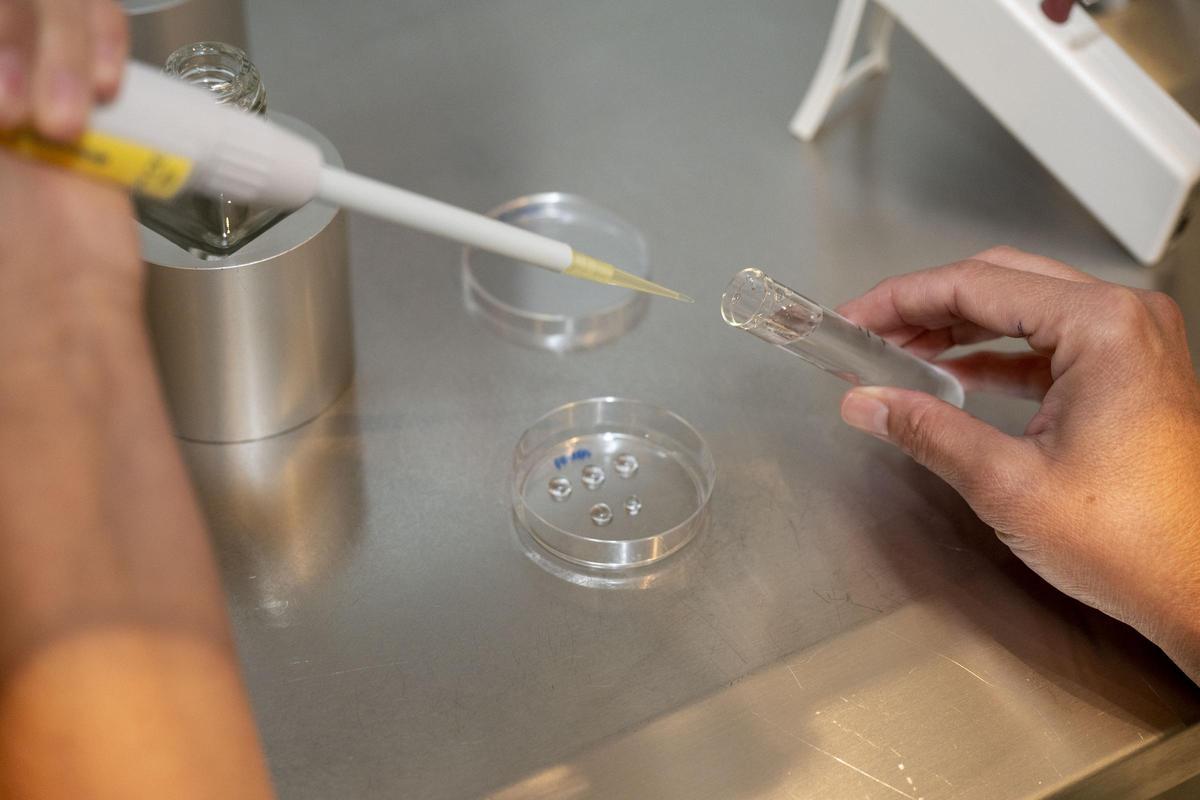 Un biólogo trabaja en el laboratorio de reproducción asistida del hospital de Son Llàtzer.