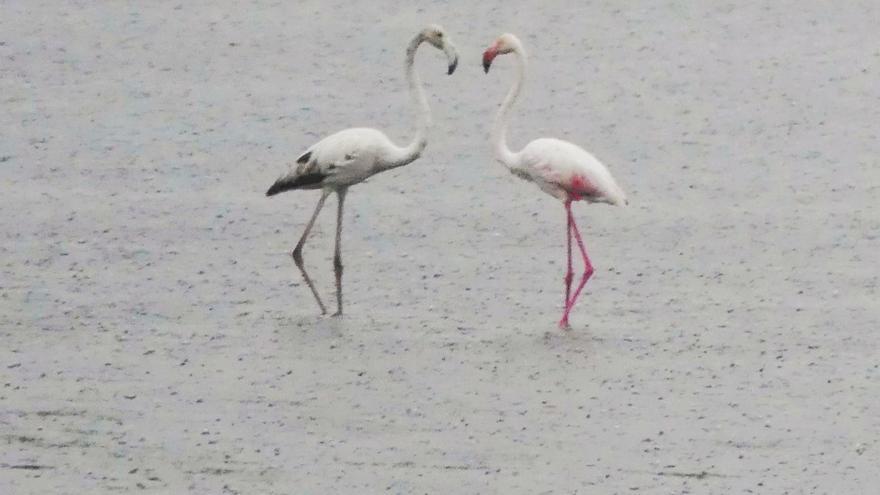 Flamencos fotografiados hoy en la ría de O Burgo, frente al jardín Botánico.