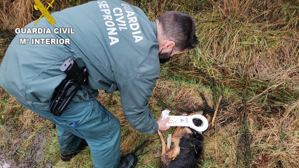 Buscan cebos envenenados en As Mariñas y Barbanza por la muerte de perros