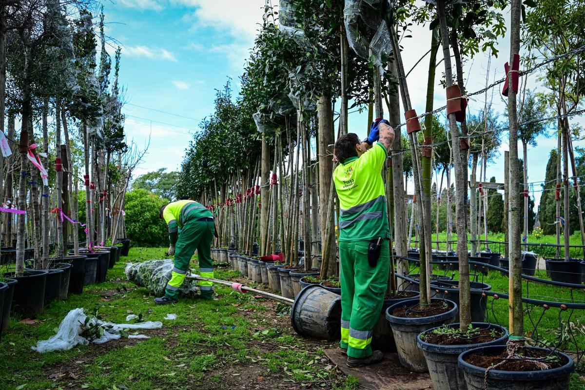 El vivero de Palma apenas produce árboles y la gran mayoría se compran en viveros comerciales.