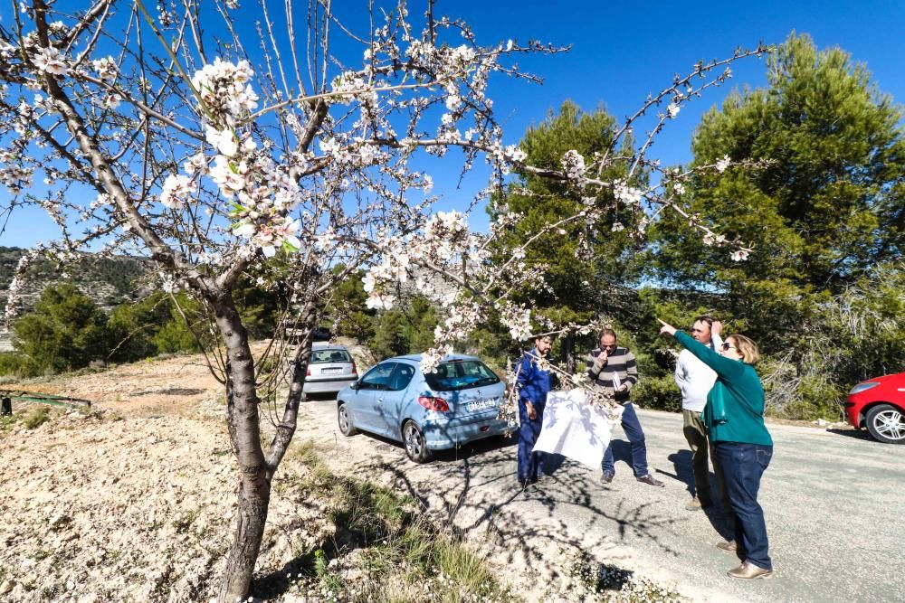 Arranque de almendros en Fageca y Famora