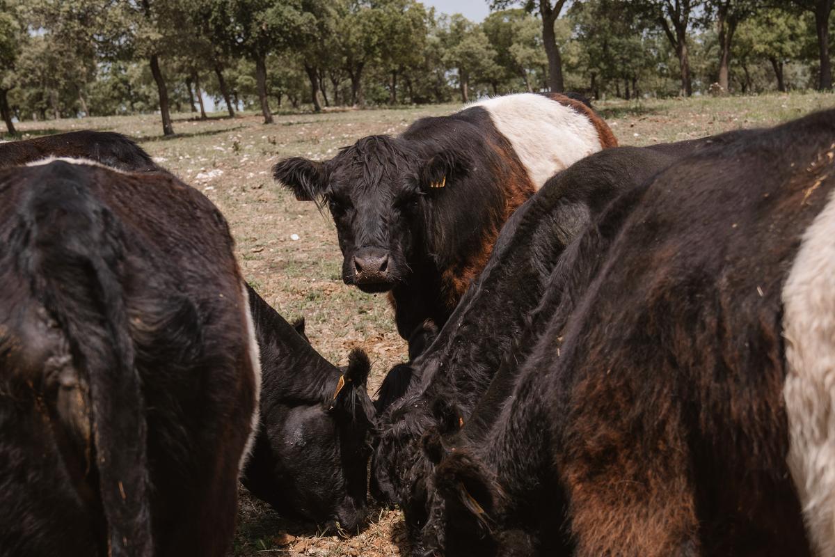 Varias vacas oreo pastan en la finca de Monte San Cristóbal de Valladolid.