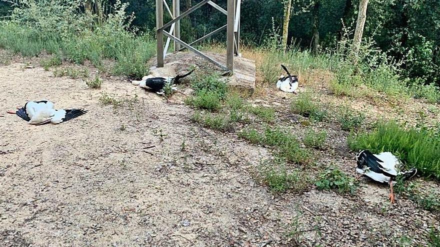 Torres elèctriques: trampes mortals per a les cigonyes migratòries