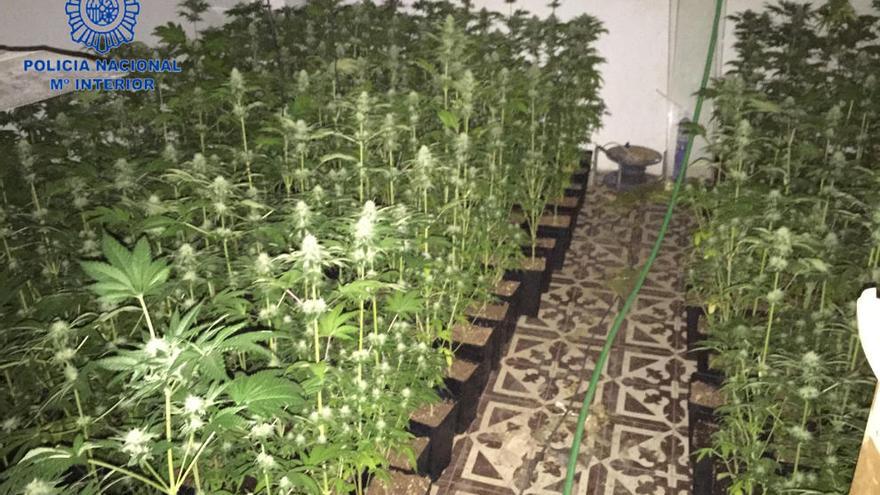 Plantas de marihuana intervenidas por la policía en Miramar.