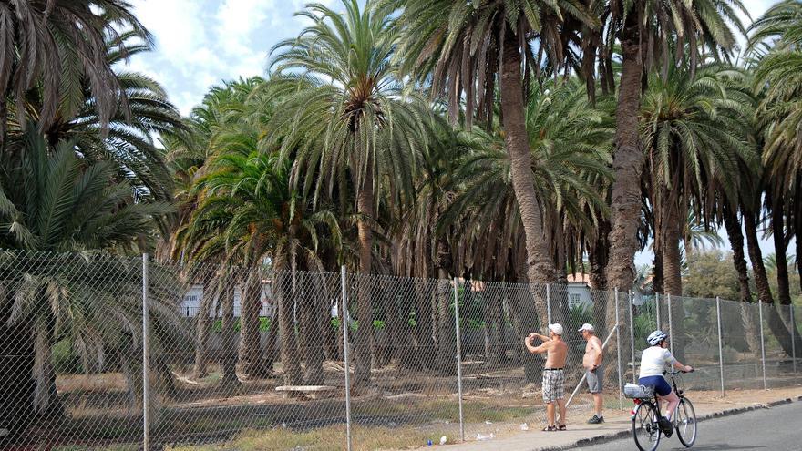 El palmeral del Oasis contará con una senda rural tras una limpieza de choque