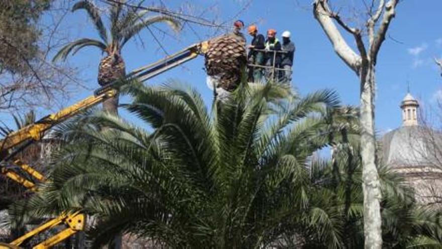 Empleados municipales realizaron podas en la Glorieta y aprendieron a detectar cuándo una palmera está infectada por el picudo.