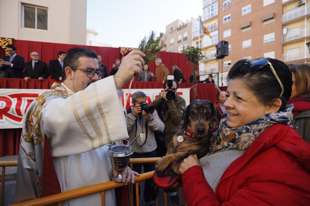 Bendición de animales por Sant Antoni del Porquet