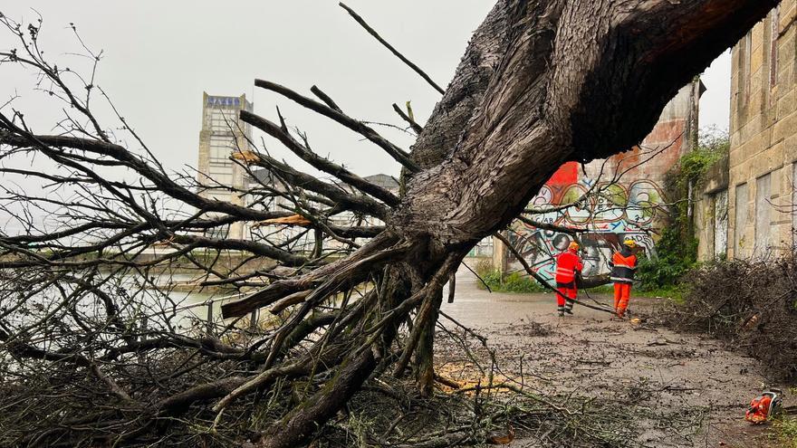 Un enorme árbol cae en Massó sin causar heridos pero obliga a cortar el vial al tráfico