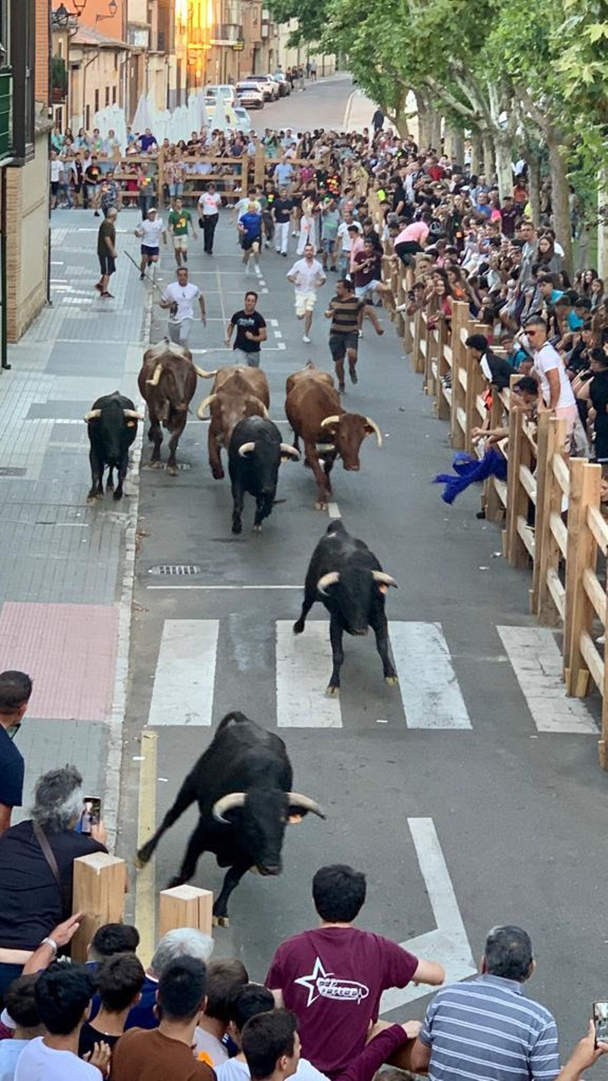 Los toros en un momento del encierro