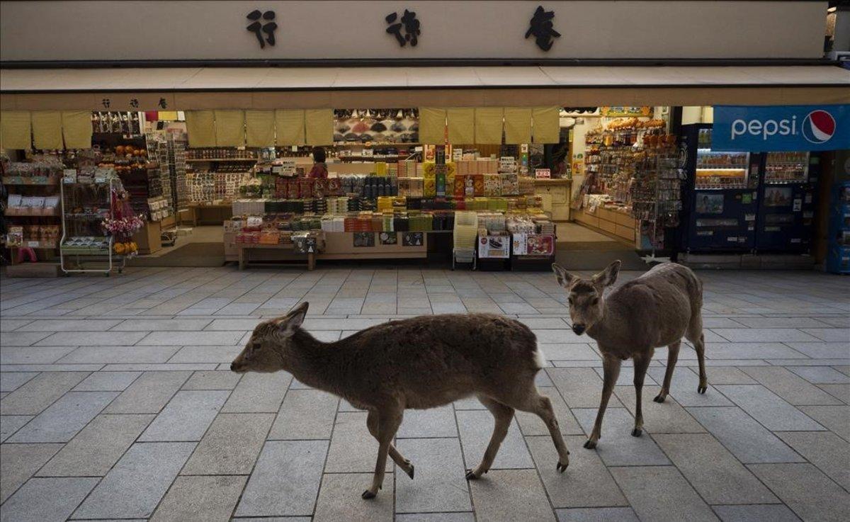 Dos ciervos pasan junto una tienda en Nara, Japón.