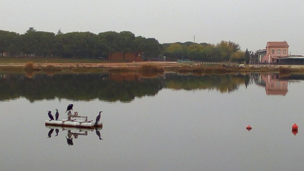 Manresa. Fa uns dies al parc de l’Agulla, s’hi podien veure aquests ocells reposant sobre una plataforma.