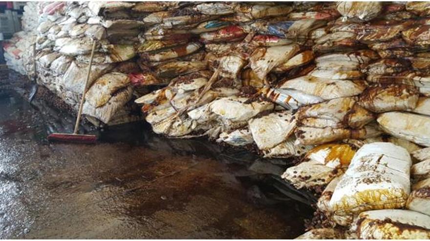 Localizan en Badajoz 170 toneladas de higos para consumo humano en mal estado