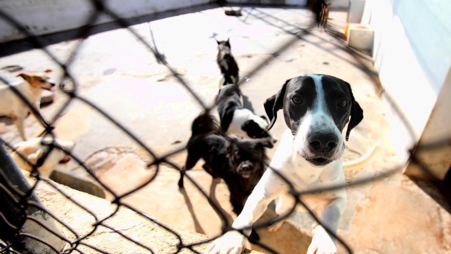 40.000 euros para la Protectora de Animales de Benidorm