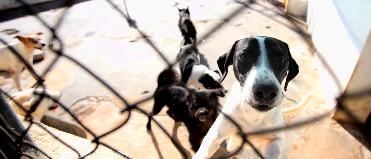 Varios perros en el albergue de la Protectora de Animales de Benidorm, en una imagen de archivo.