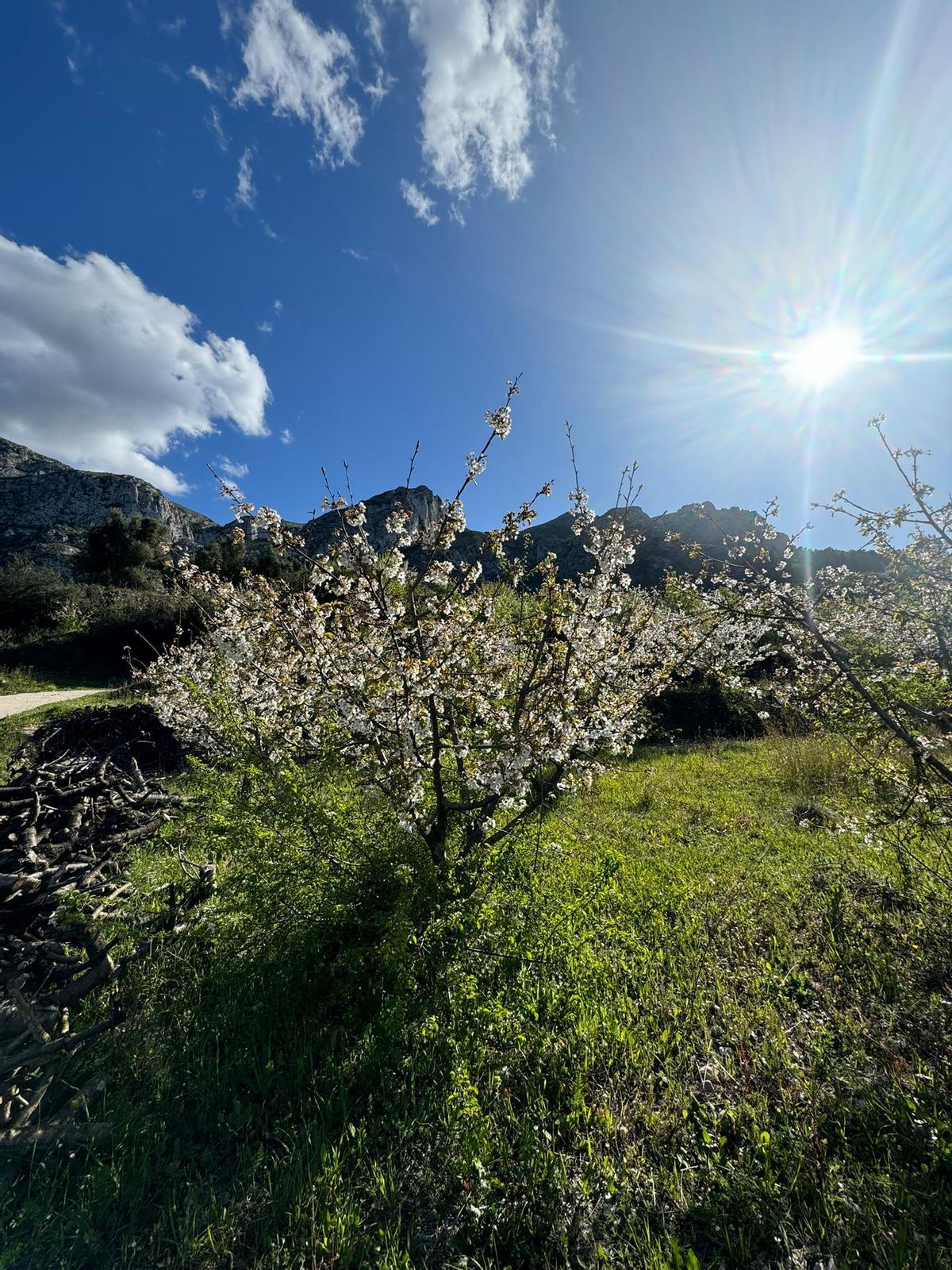 Florecen los cerezos: paisaje moteado de blanco en la Vall de Gallinera (imágenes)