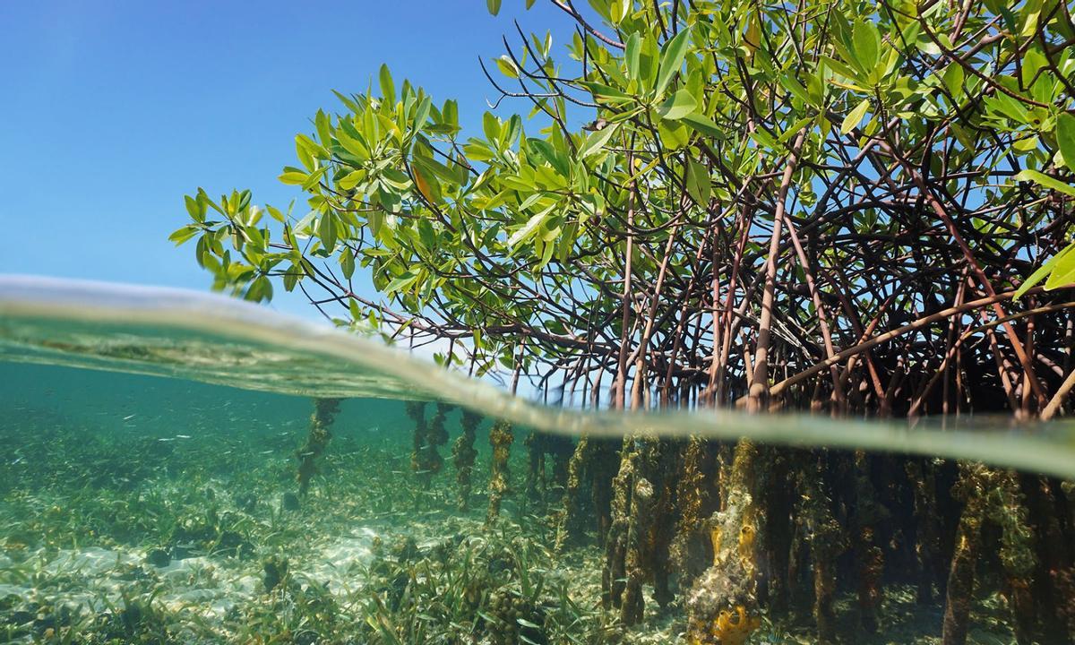 Los bosques y el agua tienen días señalados en el calendario