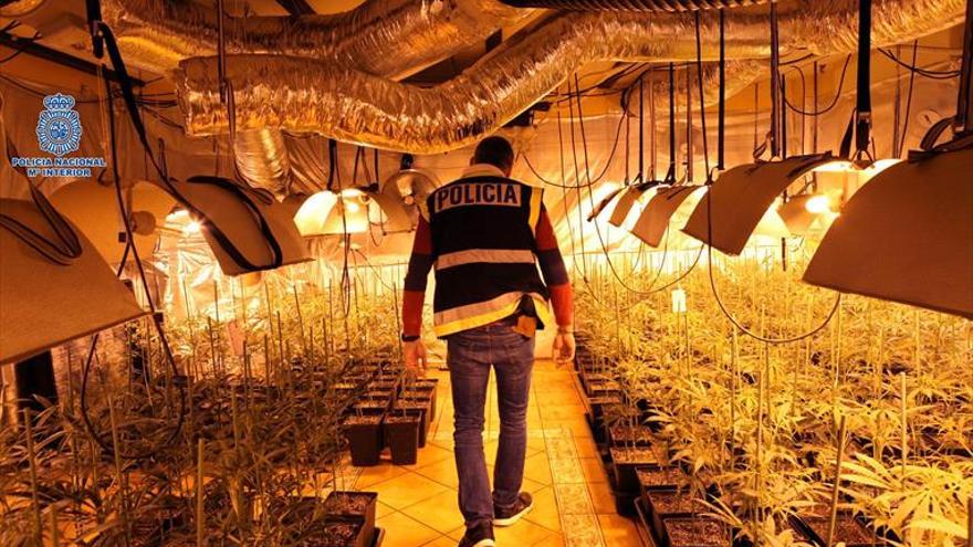 Desmantelada una red de cultivo a gran escala de marihuana
