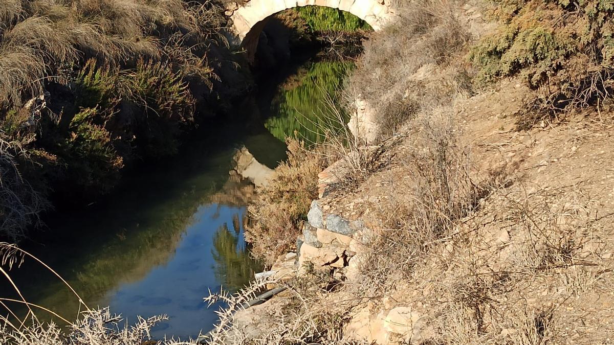 Aparecen docenas de peces muertos en el canal del Acequión deTorrevieja en los dos últimos días