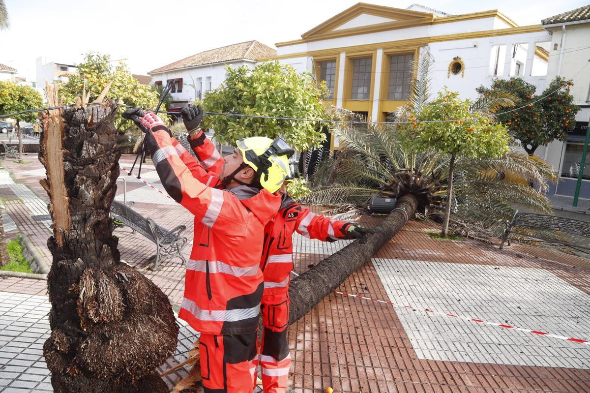 Bomberos del Ayuntamiento retiran varias palmeras caídas en la plaza de Cañero