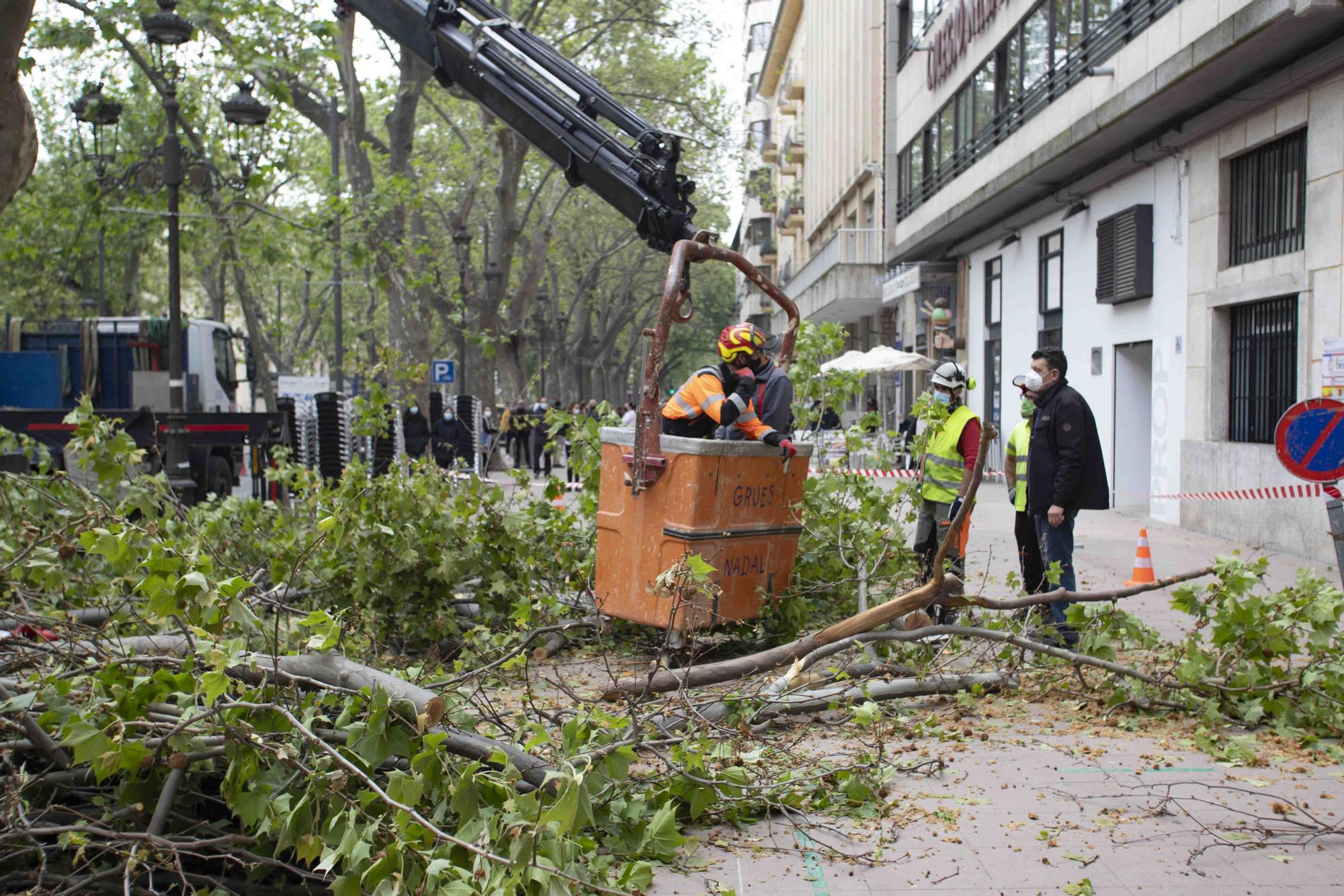 Talan cinco plataneros de grandes dimensiones en mal estado en la Albereda de Xàtiva