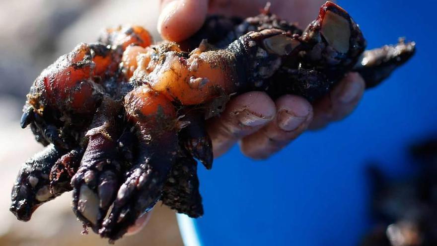 Percebes recién extraídos.