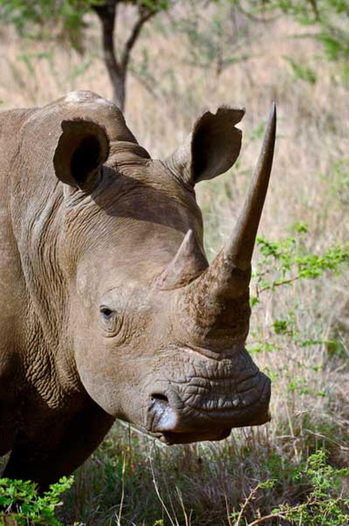 Serengeti