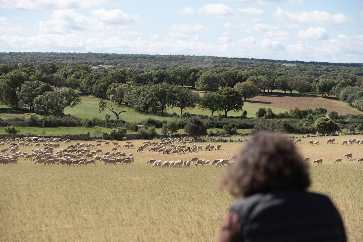 Ángeles observa las ovejas pastoreando en los campos secos en Fariza