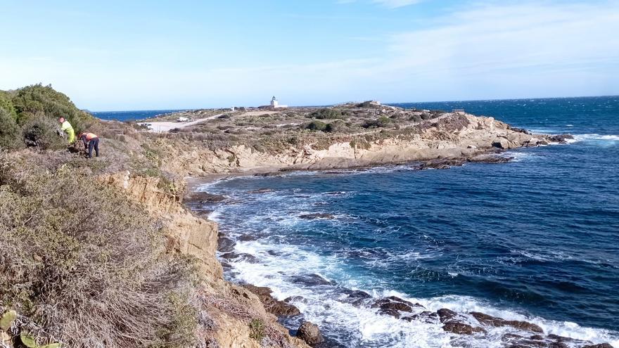 Comencen a retirar dels penya-segats de cap de Creus l&#039;espècie invasora ungla de gat