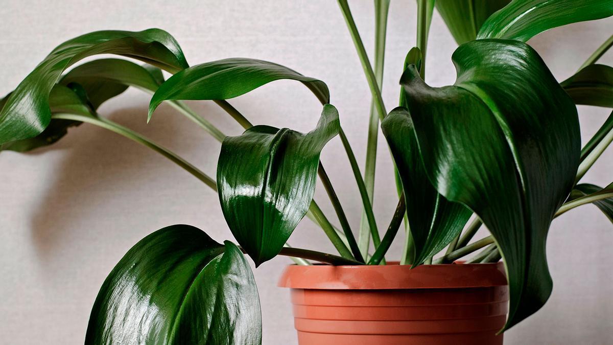 7 plantas de interior que pueden absorber la humedad de tu casa 