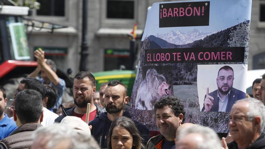 Los ganaderos de Asturias, defraudados con el nuevo programa para reducir la población de lobos: ni gusta el número ni la fórmula elegida