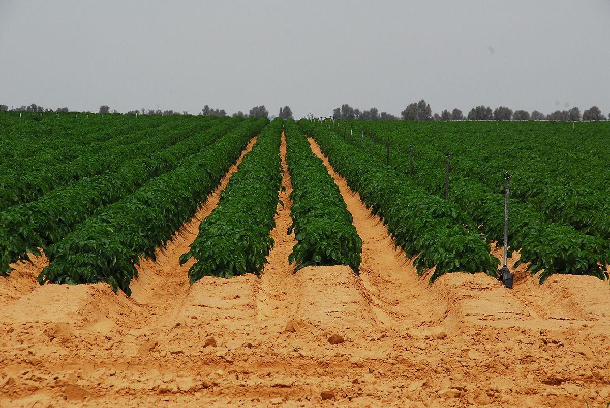 Plantacion agrícola en Israel