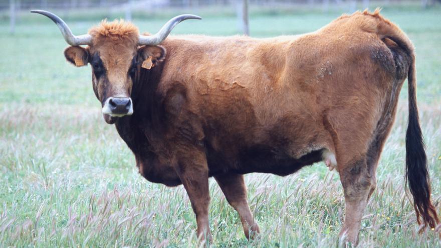 Un ganadero de Sanabria, trasladado en helicóptero tras ser corneado por una vaca