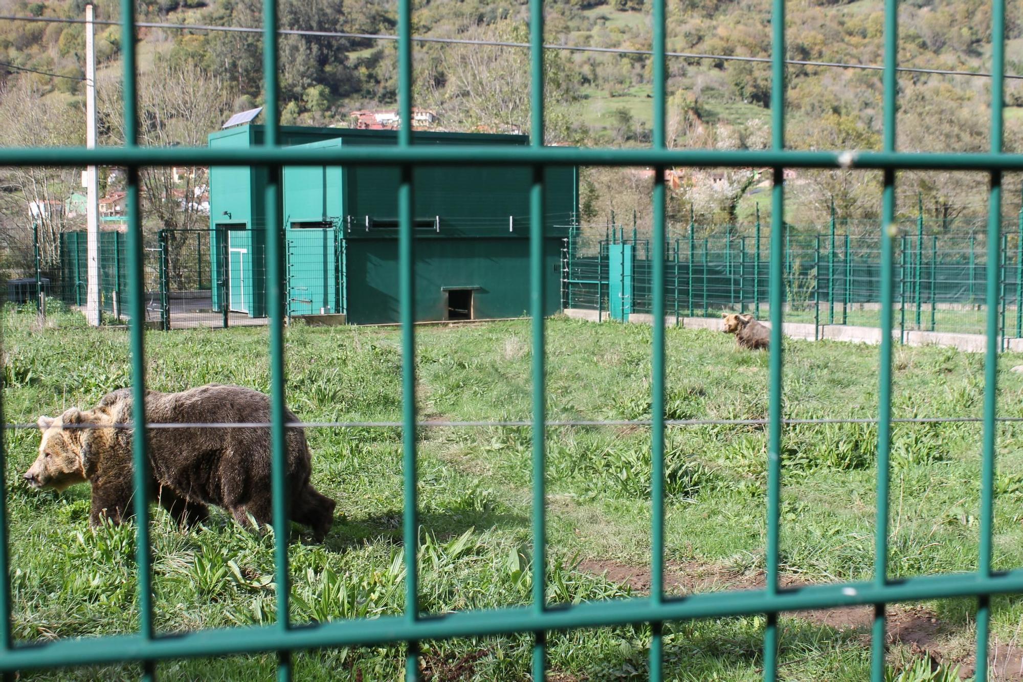 EN IMÁGENES: Así fue la vida de la osa "Paca" en el cercado de los Valles del Trubia