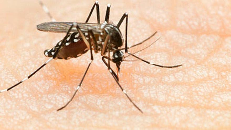 El mosquito transmisor del dengue.