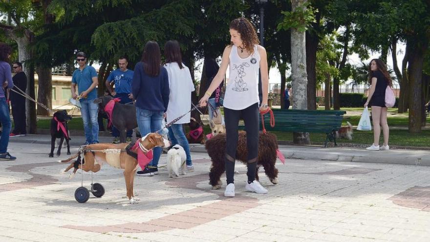 &quot;Rayito&quot;, el perro que va en un carro, es uno de los ejemplares de la perrera.