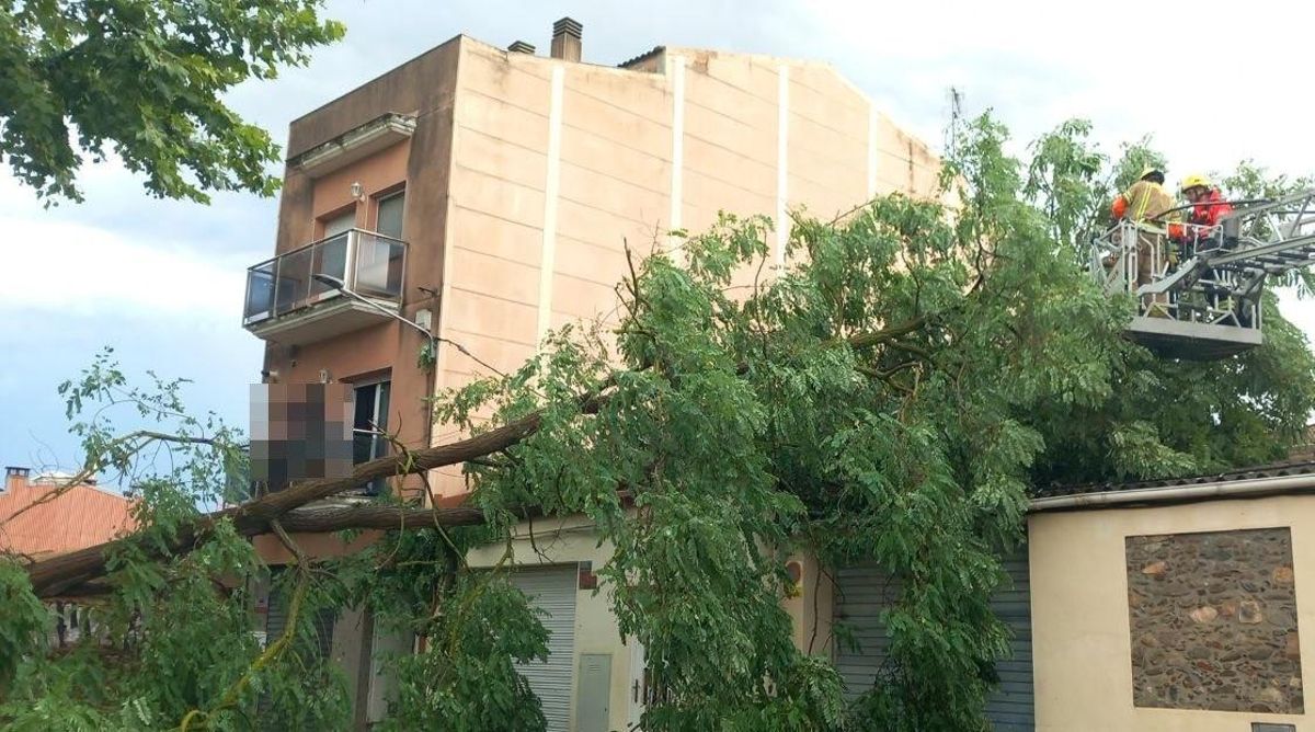 Un árbol caído a causa de la tormenta este viernes en Cardedeu.