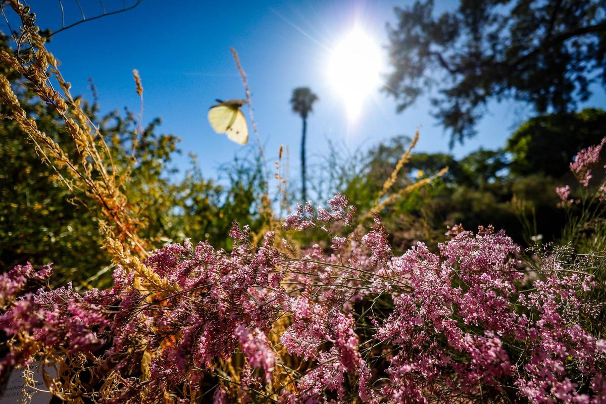 El Jardín Botánico de València está de moda