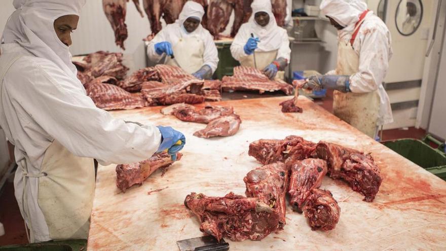 Menjar senglar per frenar la plaga: el Govern insta a consumir-ne a casa