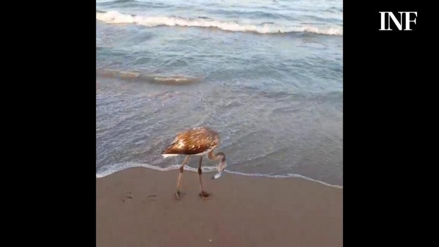 Un flamenco sorprende a los bañistas en la playa de El Altet de Elche