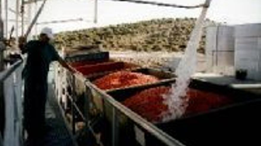 La reducción de las ayudas en el tomate será del 32% en el 2006