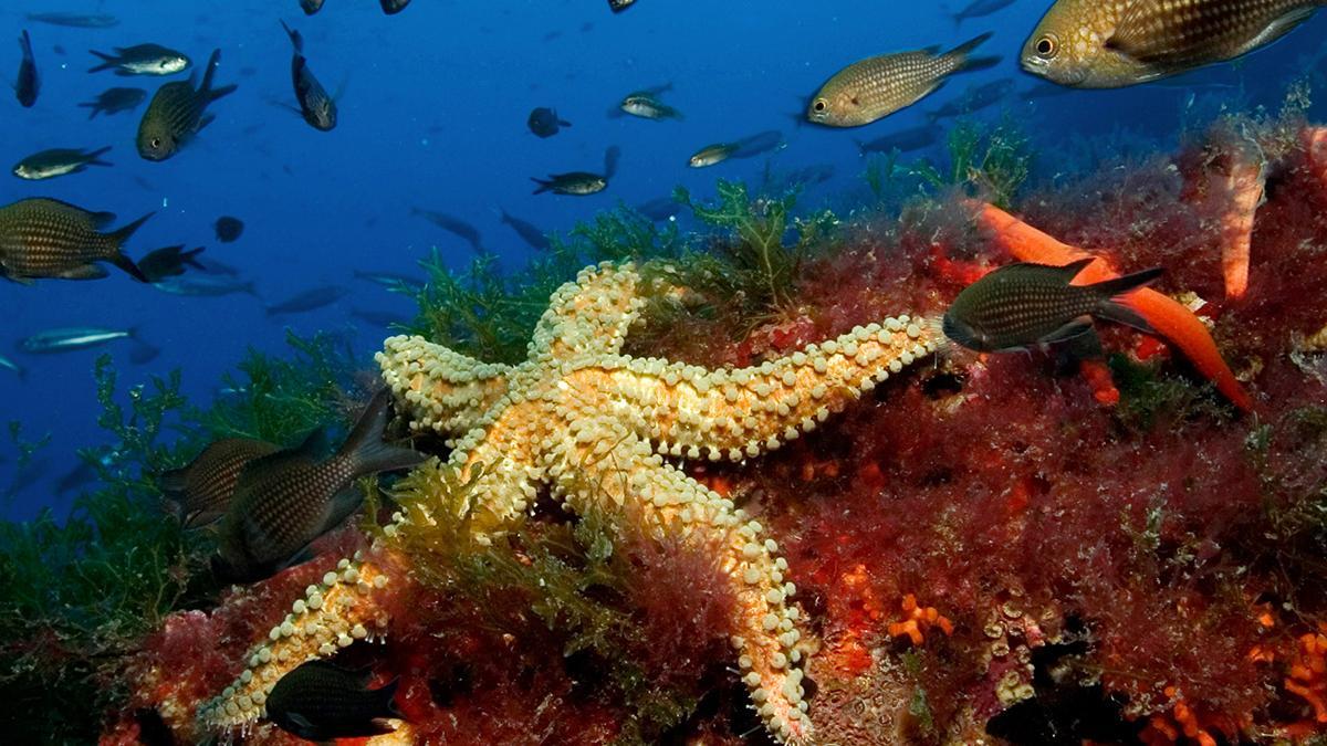 El fondo marino es un auténtico tesoro y bucear en él,  un privilegio
