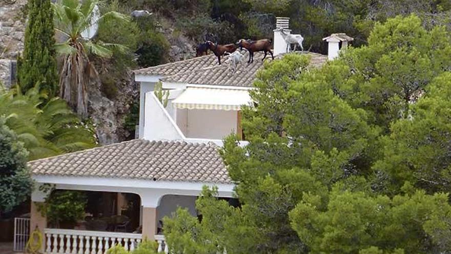 Un grupo de cabras salvajes, sobre el tejado de una casa en Costa d´en Blanes.